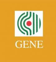 Gene - Bilketa